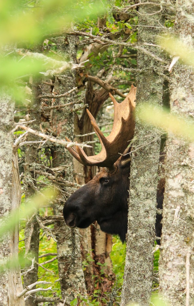 bull moose