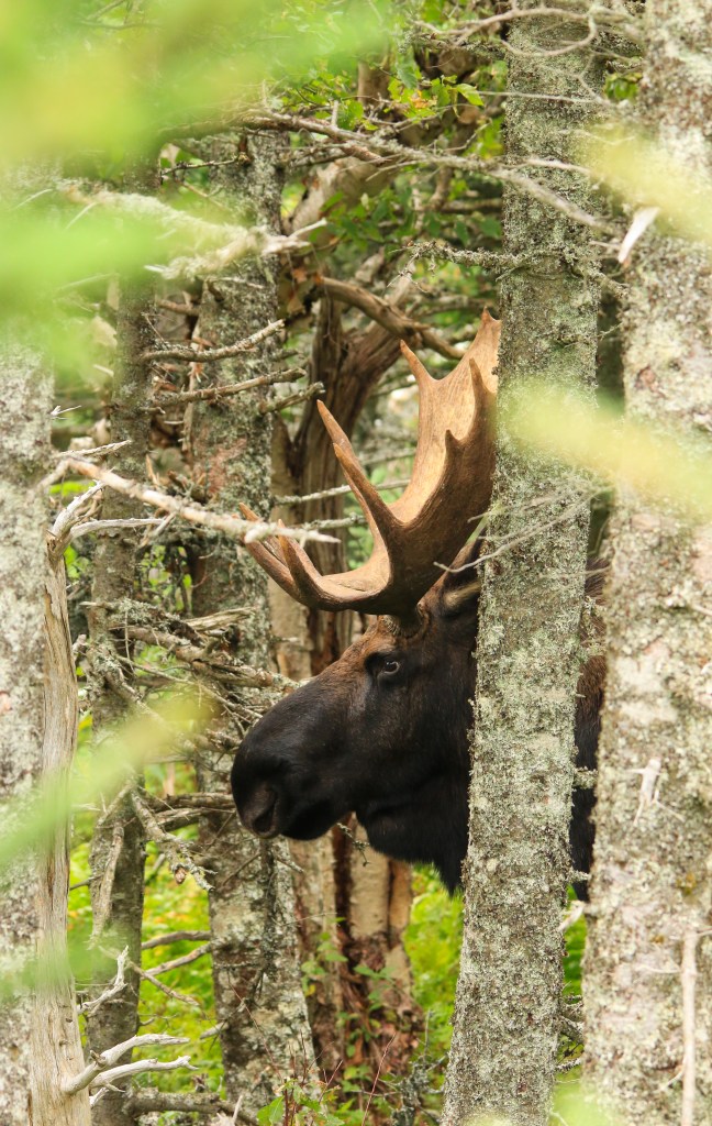 bull moose