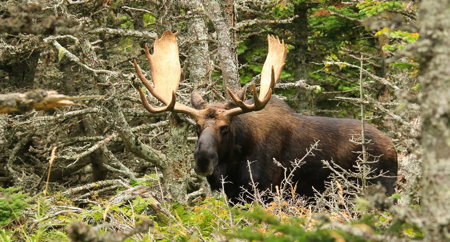 bull moose
