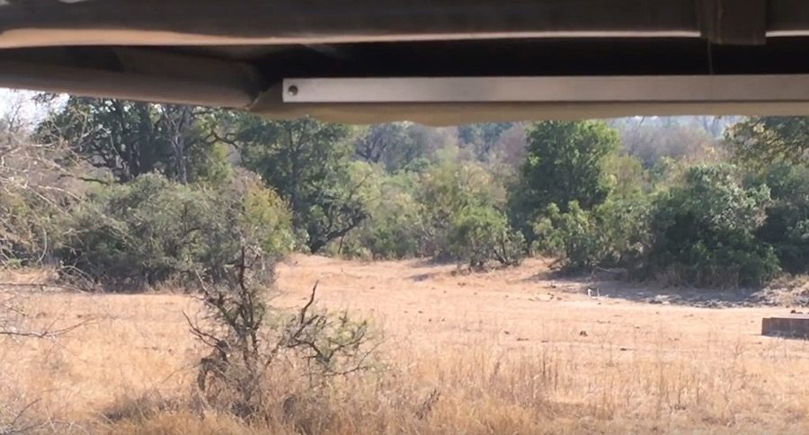Can You Spot The Hidden Leopard Before It Kills That Unsuspecting Impala?