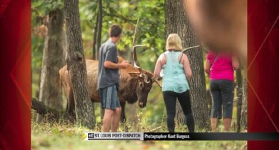 elk goring