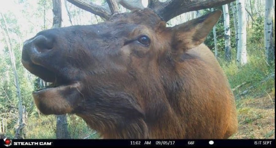bull elk