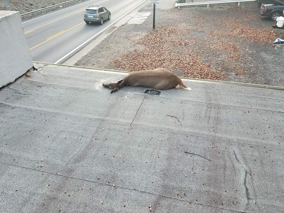 deer hit by car pennsylania