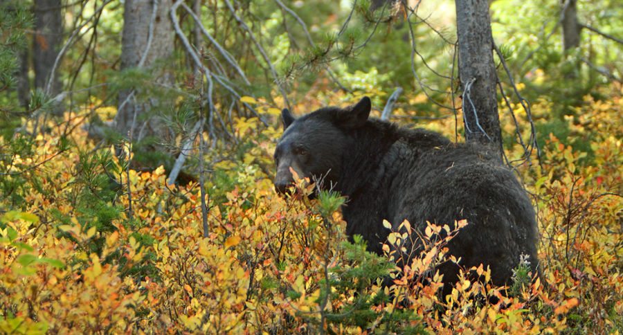 bear harvest