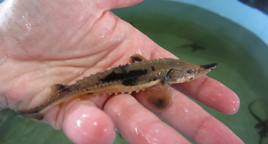 lake sturgeon