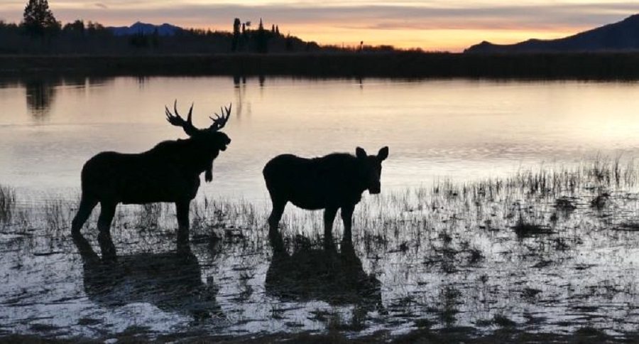 bull moose