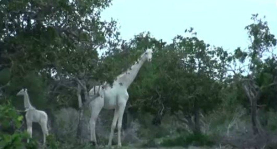rare white giraffe
