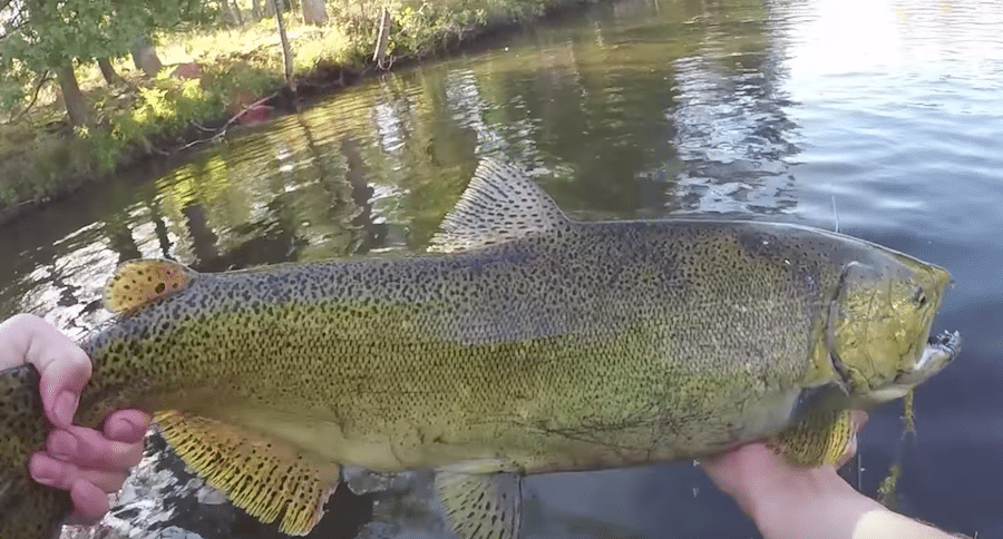Spawning king salmon