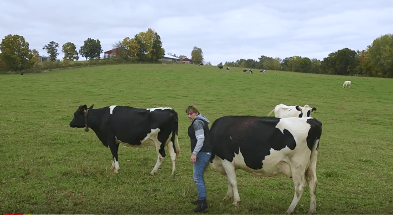 milking robot