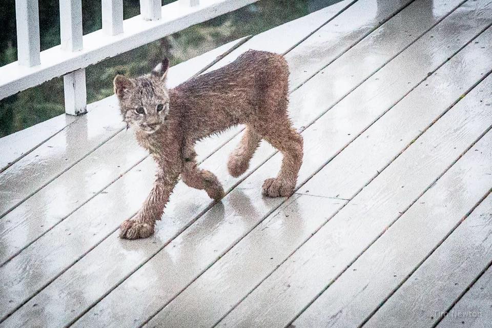 lynx family