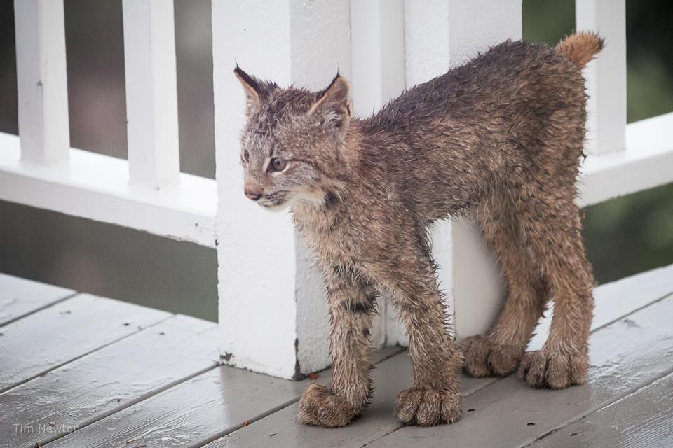 lynx family