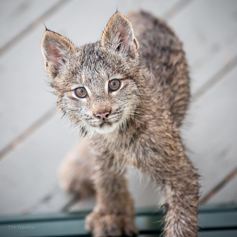 lynx family