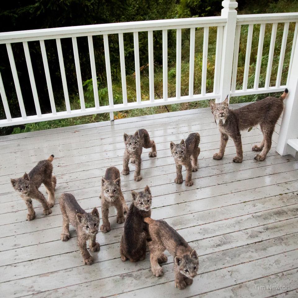 lynx family