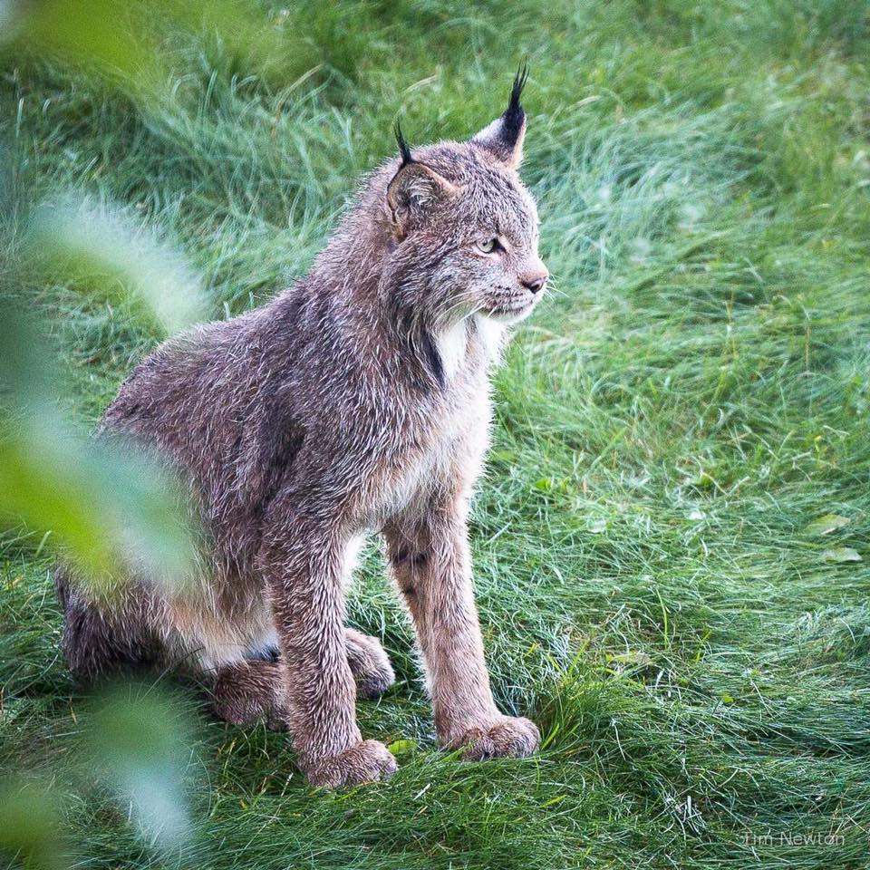 lynx family