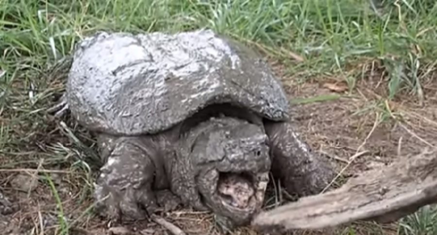 noodle for snapping turtles