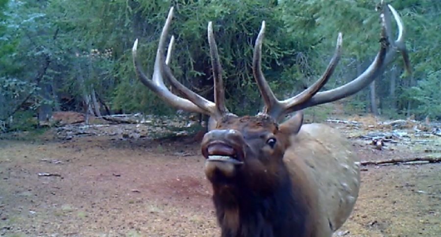 elk gets an up close game camera selfie
