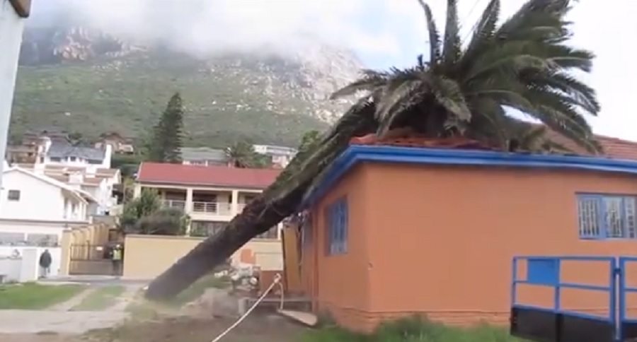 tree cutting fails