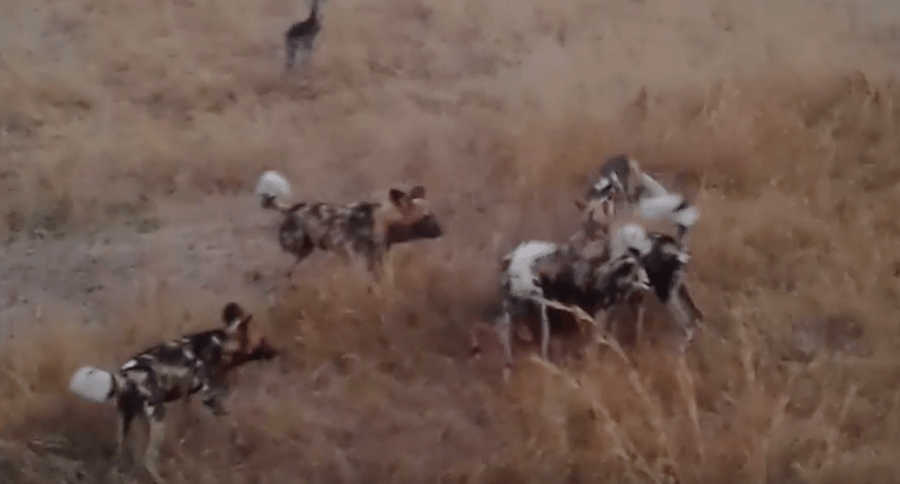 You'll Never Guess What Happens After This Pack Of African Wild Dogs Kills An Impala