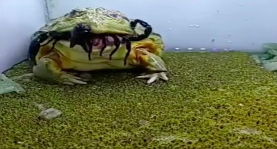 Check Out the African Bullfrog That Can Eat Everything - Wide Open Spaces