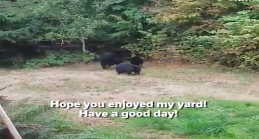 polite bear eviction