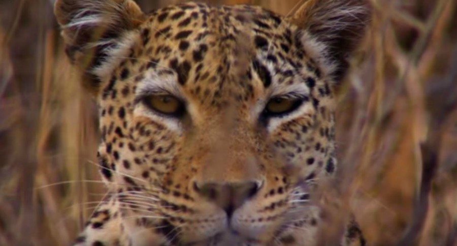 Big Cats Hunting Prey
