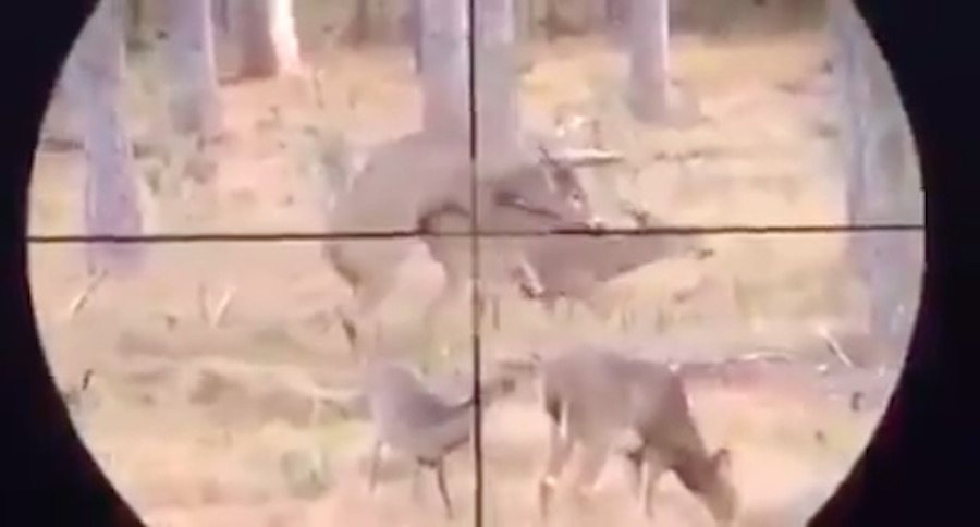 buck mounting doe