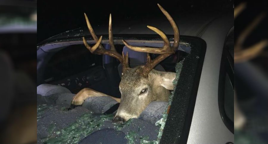 deer