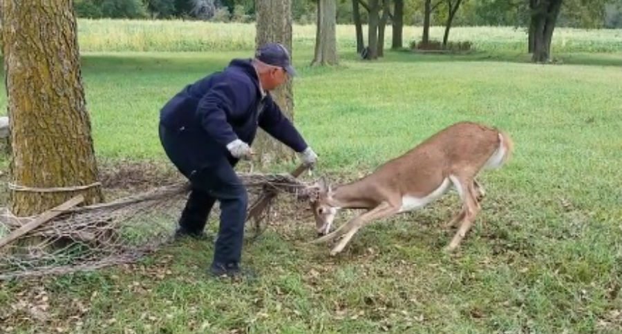 buck