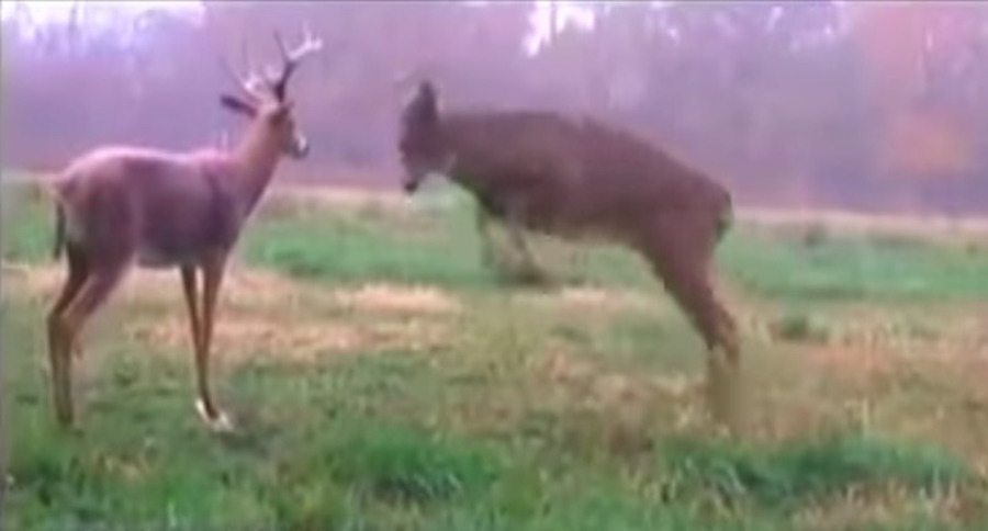 bucks vs decoys