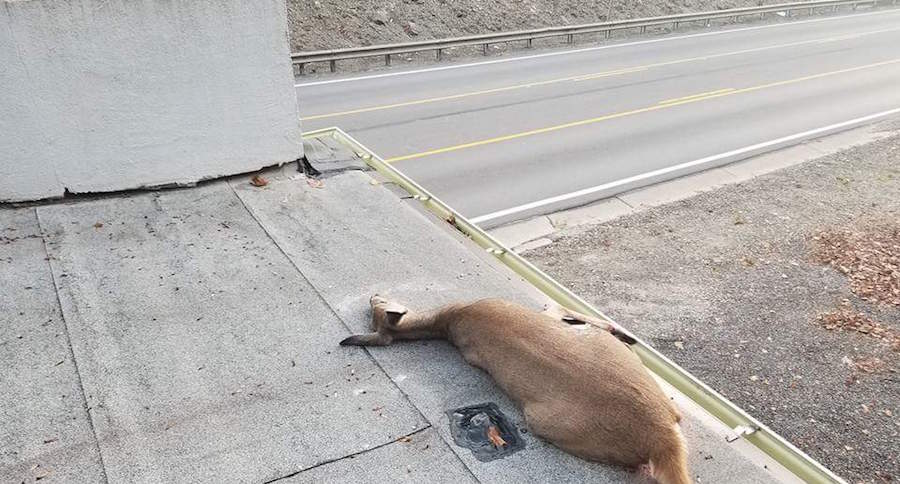 dead deer pennsylvania