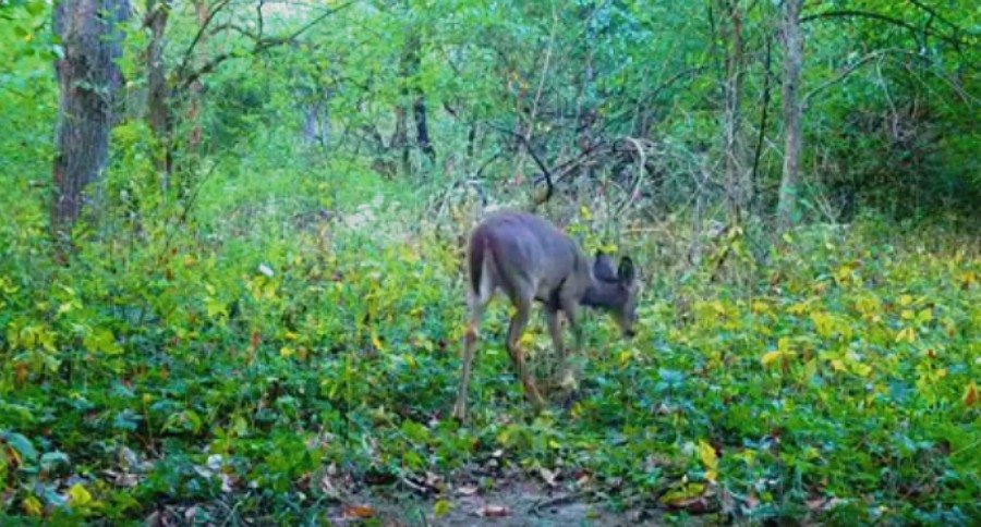 deer snart