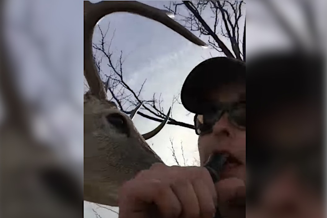 Deer Bugs Duck Hunter