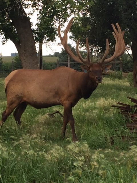 Field Testing The Elk Reel by Reel Game Calls - Wide Open Spaces