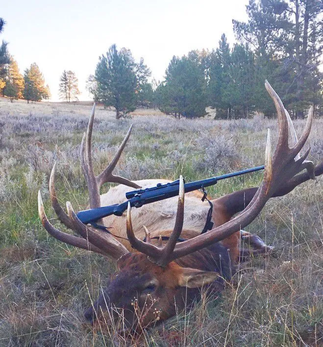 Montana Bull Elk Record