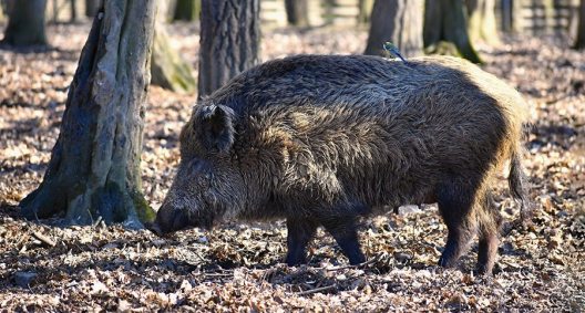 Where Are These Radioactive Wild Boar in Sweden Coming From? - Wide ...