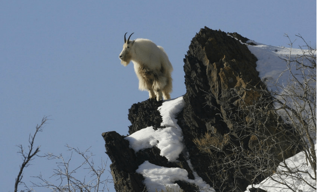 mountain goats