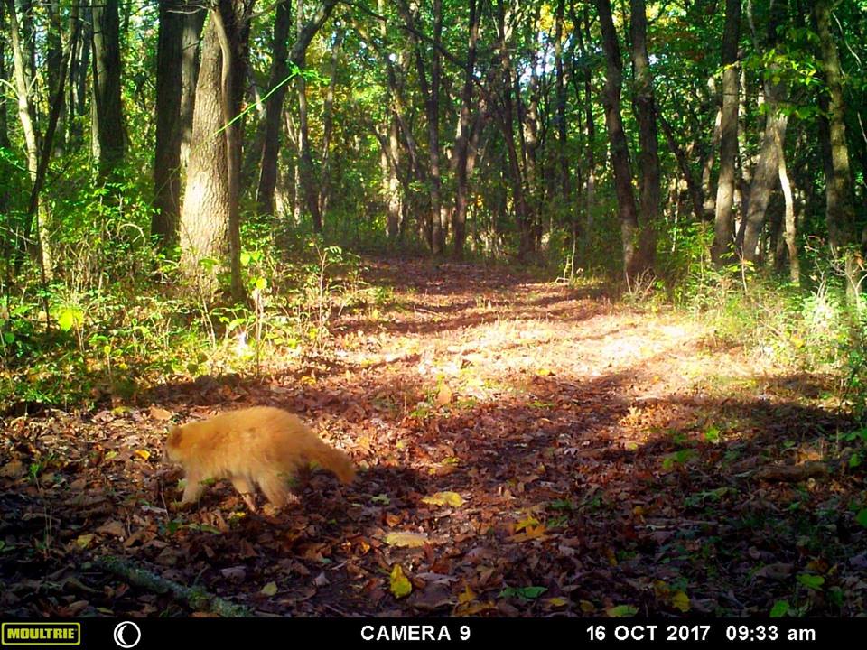 golden raccoon