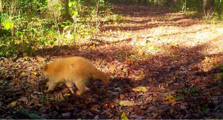 golden raccoon