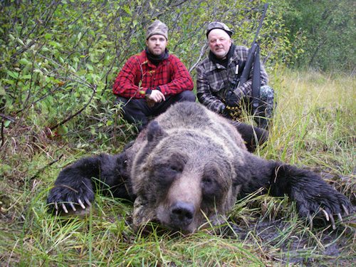 Grizzly hunts