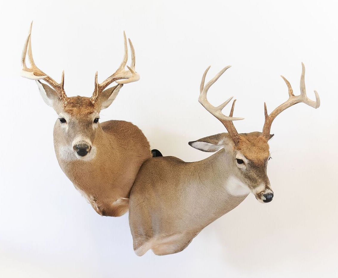 hanging system deer shoulder mount birthday hunter deer gift idea