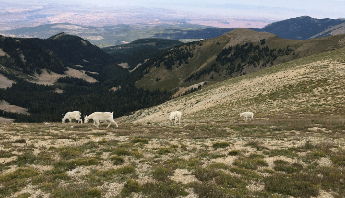 mountain goats