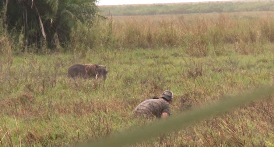spearing pigs