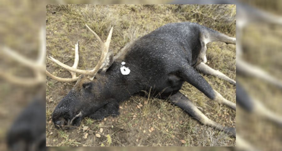 moose
