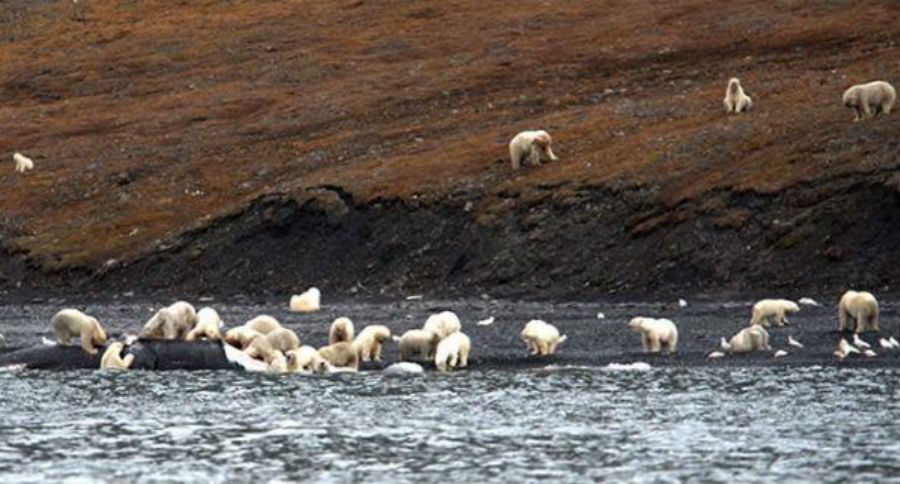 polar bears