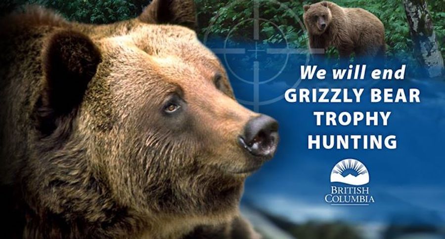 Grizzly hunts