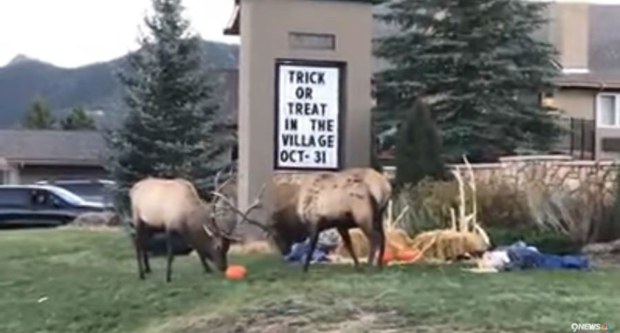 elk