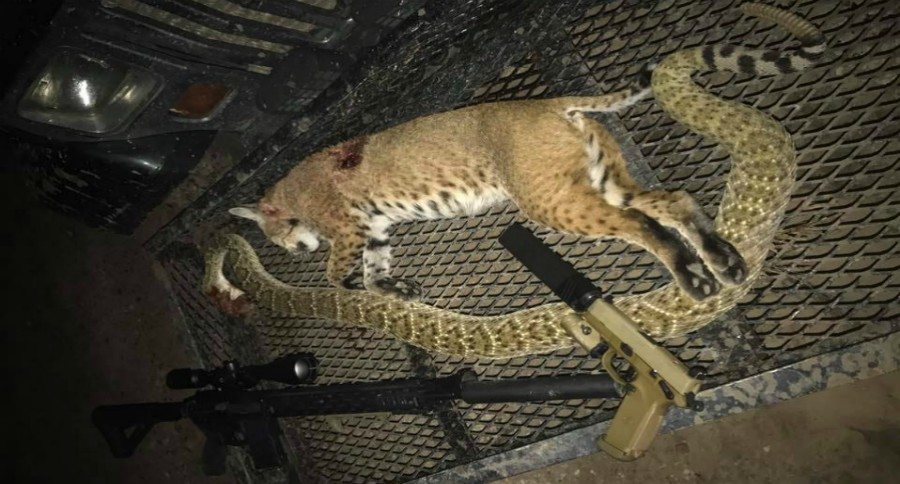 rattlesnake