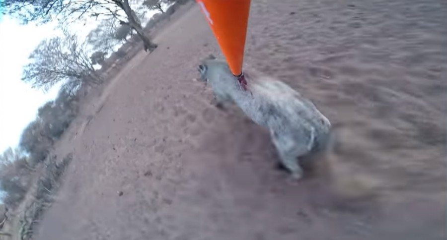 spear hunter Tim Wells