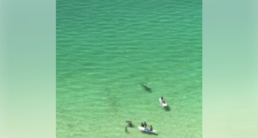 hammerhead shark