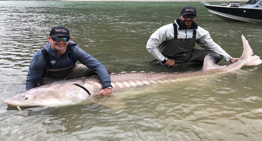 massive sturgeon